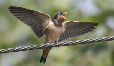 The birds of Brooklyn