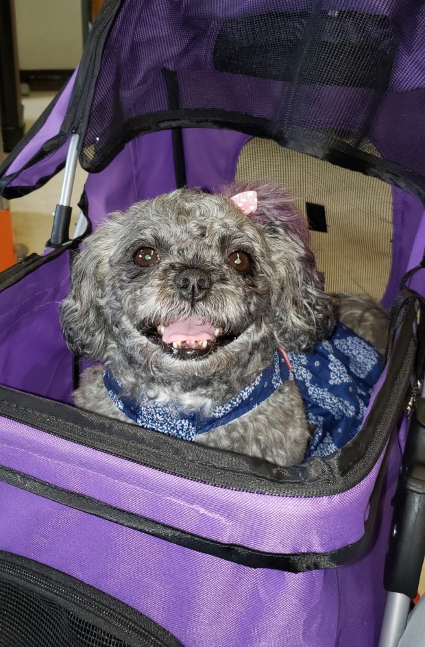 McKina Artis' missing Shih Tzu, Lady, is pictured in an undated photo. (Courtesy of McKina Artis)