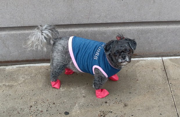 McKina Artis' missing Shih Tzu, Lady, is pictured in an undated photo. (Courtesy of McKina Artis)
