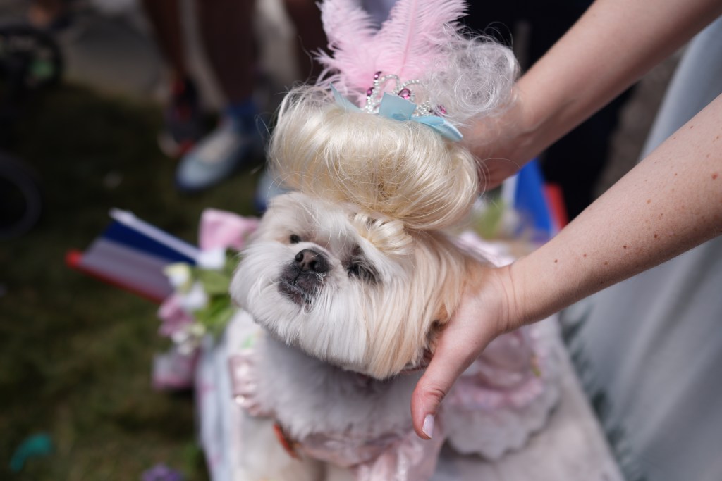 Dogs participate in the New York Dog Parade during LAlliance New Yorks annual Bastille Day celebration on Madison Avenue in New York, Sunday, July 12, 2026. The event marks Frances national holiday and commemorates the storming of the Bastille on July 14, 1789. (James Keivom for NY Post)