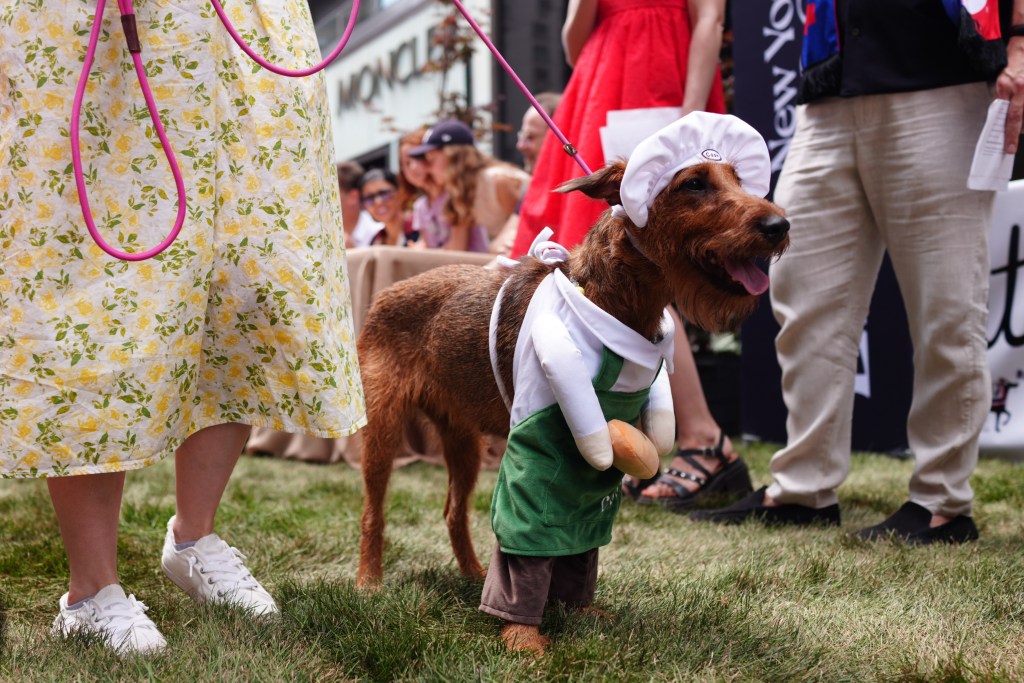 Dogs participate in the New York Dog Parade during LAlliance New Yorks annual Bastille Day celebration on Madison Avenue in New York, Sunday, July 12, 2026. The event marks Frances national holiday and commemorates the storming of the Bastille on July 14, 1789. (James Keivom for NY Post)