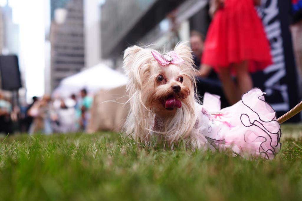 Dogs participate in the New York Dog Parade during LAlliance New Yorks annual Bastille Day celebration on Madison Avenue in New York, Sunday, July 12, 2026. The event marks Frances national holiday and commemorates the storming of the Bastille on July 14, 1789. (James Keivom for NY Post)