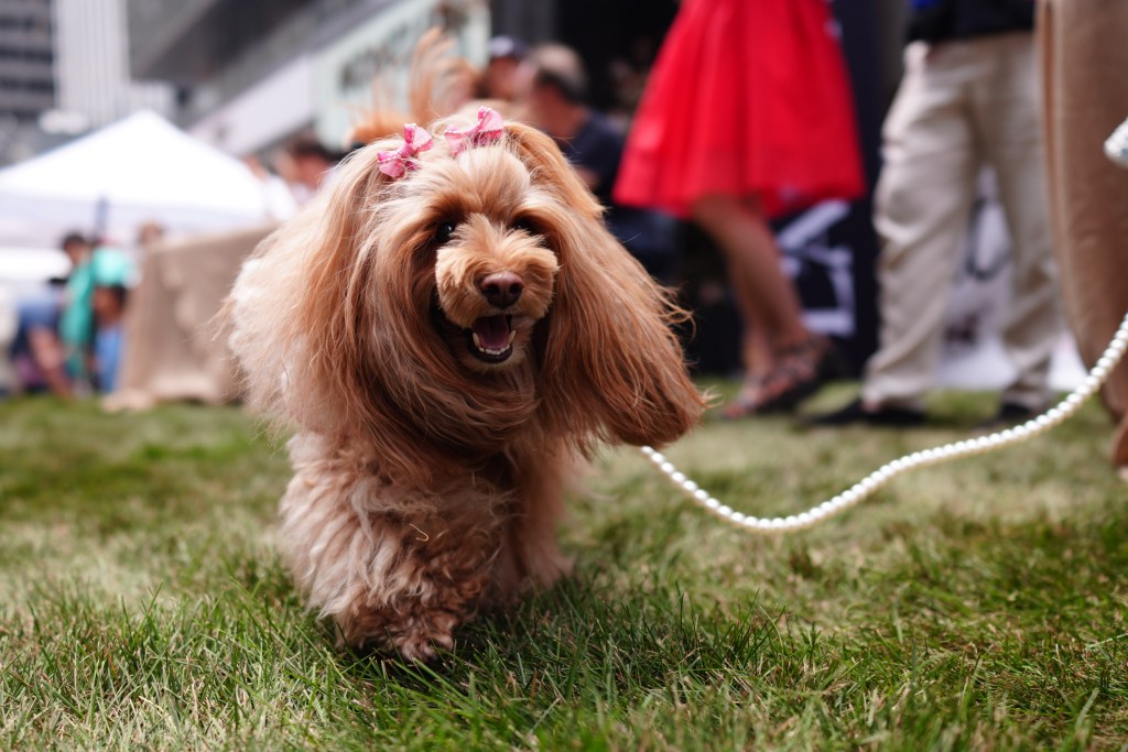 Dogs participate in the New York Dog Parade during LAlliance New Yorks annual Bastille Day celebration on Madison Avenue in New York, Sunday, July 12, 2026. The event marks Frances national holiday and commemorates the storming of the Bastille on July 14, 1789. (James Keivom for NY Post)
