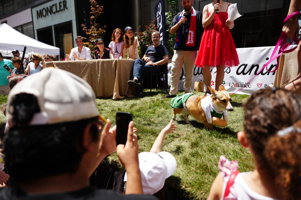 Dogs participate in the New York Dog Parade during LAlliance New Yorks annual Bastille Day celebration on Madison Avenue in New York, Sunday, July 12, 2026. The event marks Frances national holiday and commemorates the storming of the Bastille on July 14, 1789. (James Keivom for NY Post)