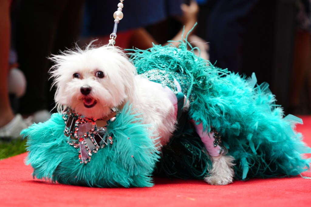 Dogs participate in the New York Dog Parade during LAlliance New Yorks annual Bastille Day celebration on Madison Avenue in New York, Sunday, July 12, 2026. The event marks Frances national holiday and commemorates the storming of the Bastille on July 14, 1789. (James Keivom for NY Post)