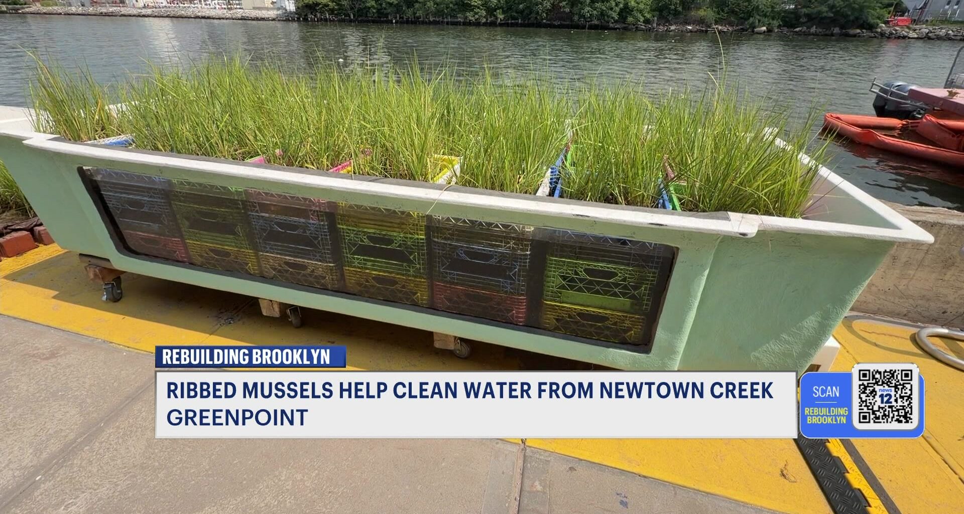 News 12 | Brooklyn | Tiny Mussels Big Lessons Brooklyn Project Highlights Water Cleanup Efforts