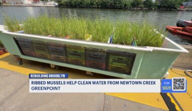 News 12 | Brooklyn | Tiny Mussels Big Lessons Brooklyn Project Highlights Water Cleanup Efforts