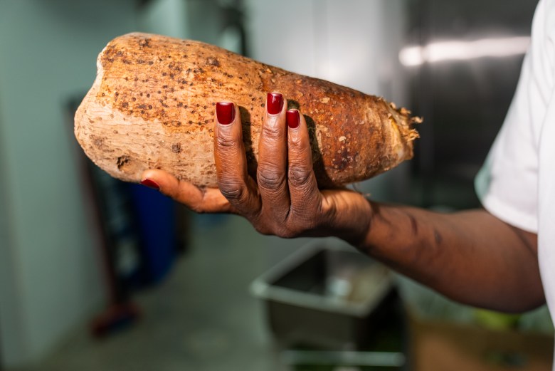 Chef Volmar holds a malanga root at La Cachette du Coin, 625 Rogers Avenue, Brooklyn, May 14, 2026. Photo by Allison Hunter for The Haitian Times. 
