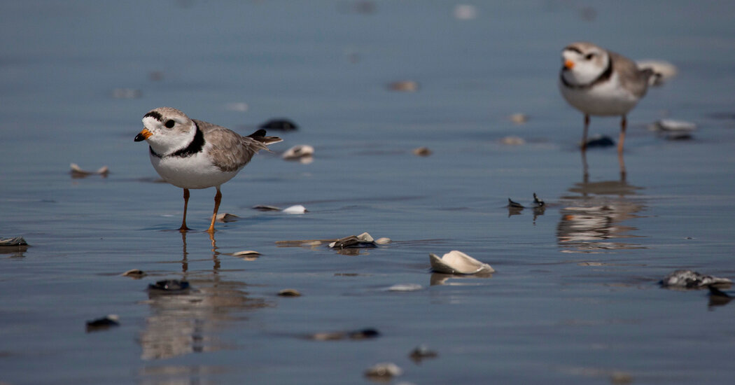 Trump Cuts Habitat Protections for Endangered Species