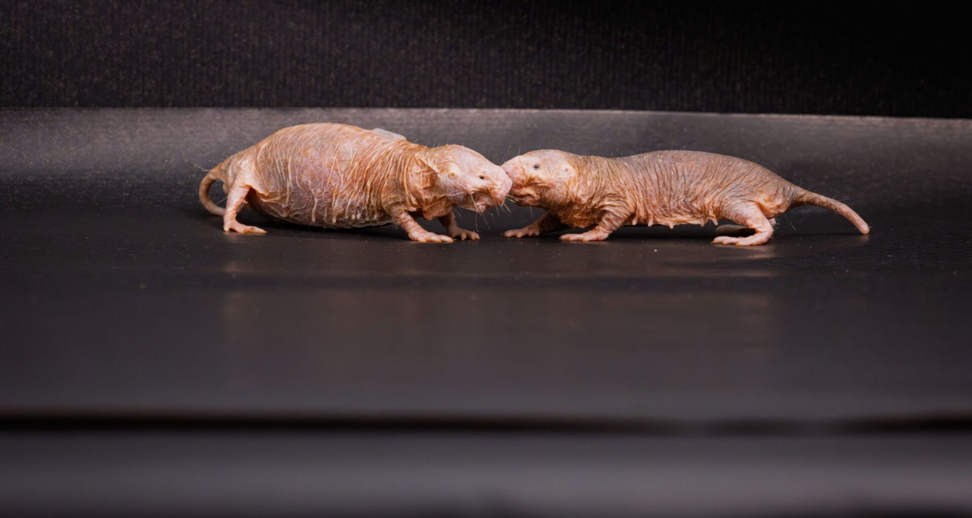 Queen’s scent keeps naked mole-rat colonies peaceful, infertile, study finds
