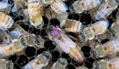 Honeybee queens offload pesticides to their eggs to survive