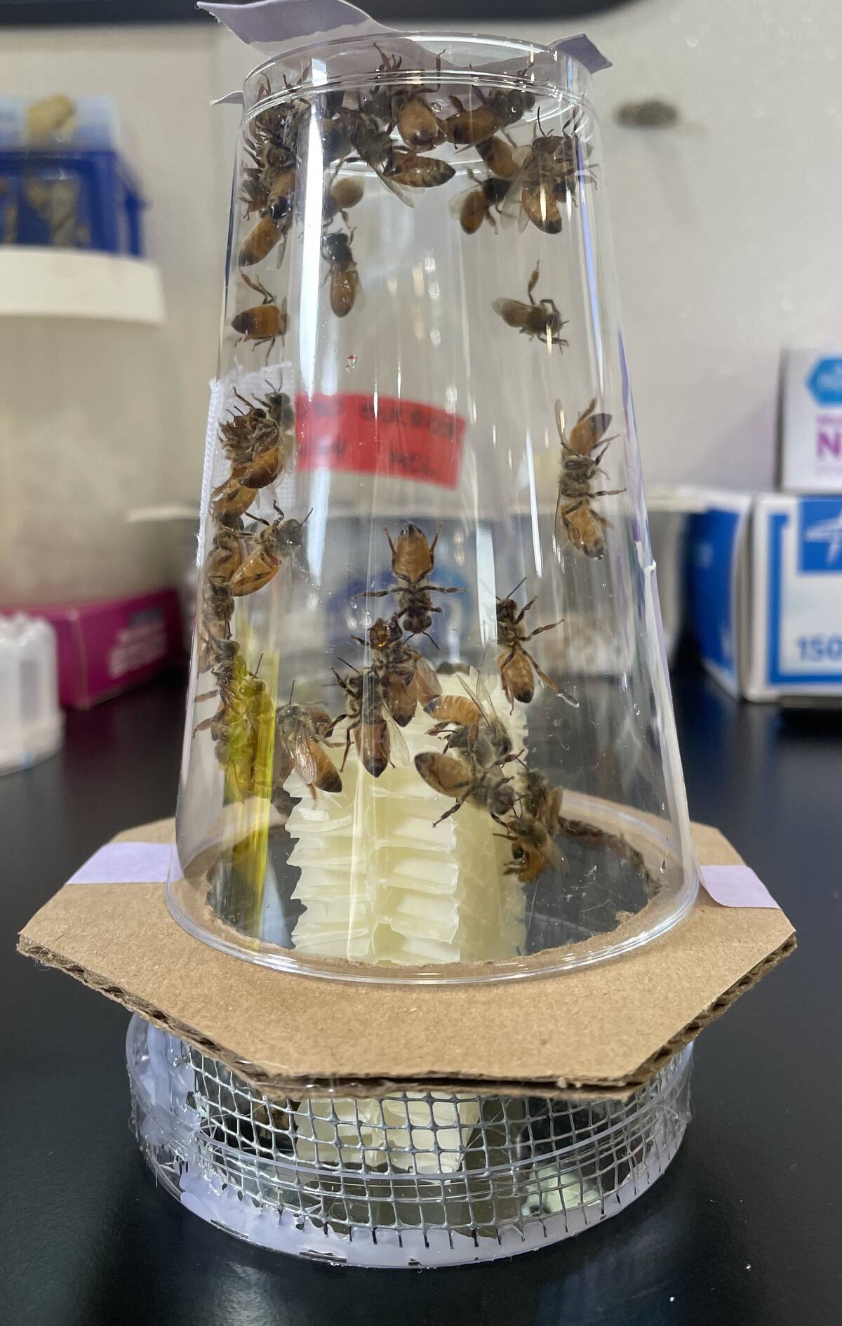 One of the nanocolony environments created by researchers to represent a typical honey bee hive. Photo: Angela Encerrado-Manriquez/UC Davis