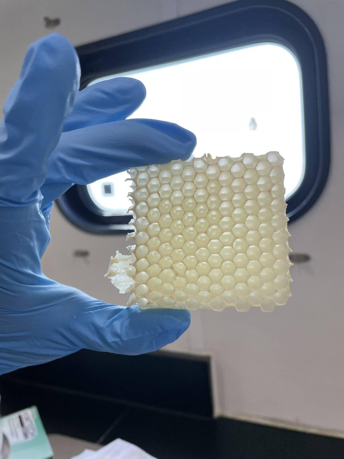 A sample of paraffin wax removed from a research nanocolony. Photo: Angela Encerrado-Manriquez /UC Davis