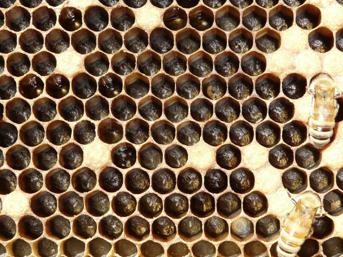Honey bee eggs in hive comb cells. Photo: Sascha Nicklisch/UC Davis