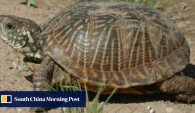 Chinese nationals plead guilty to illegally shipping turtles from US to Hong Kong