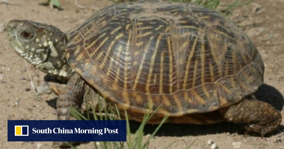 Chinese nationals plead guilty to illegally shipping turtles from US to Hong Kong