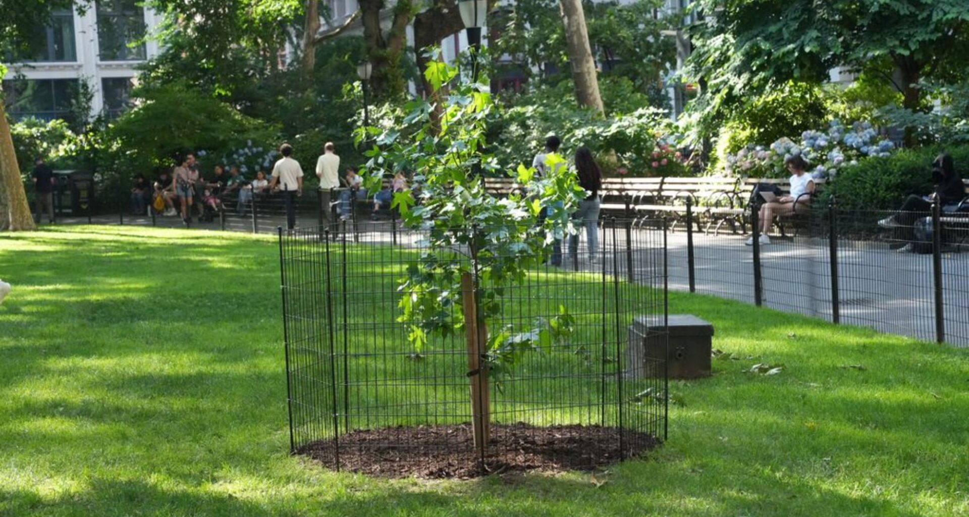 A seed that flew around the moon grew into this tree in NYC