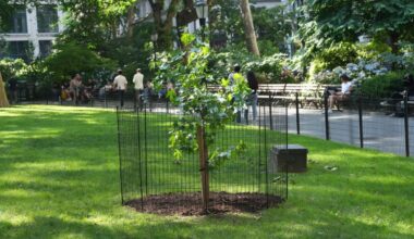 A seed that flew around the moon grew into this tree in NYC