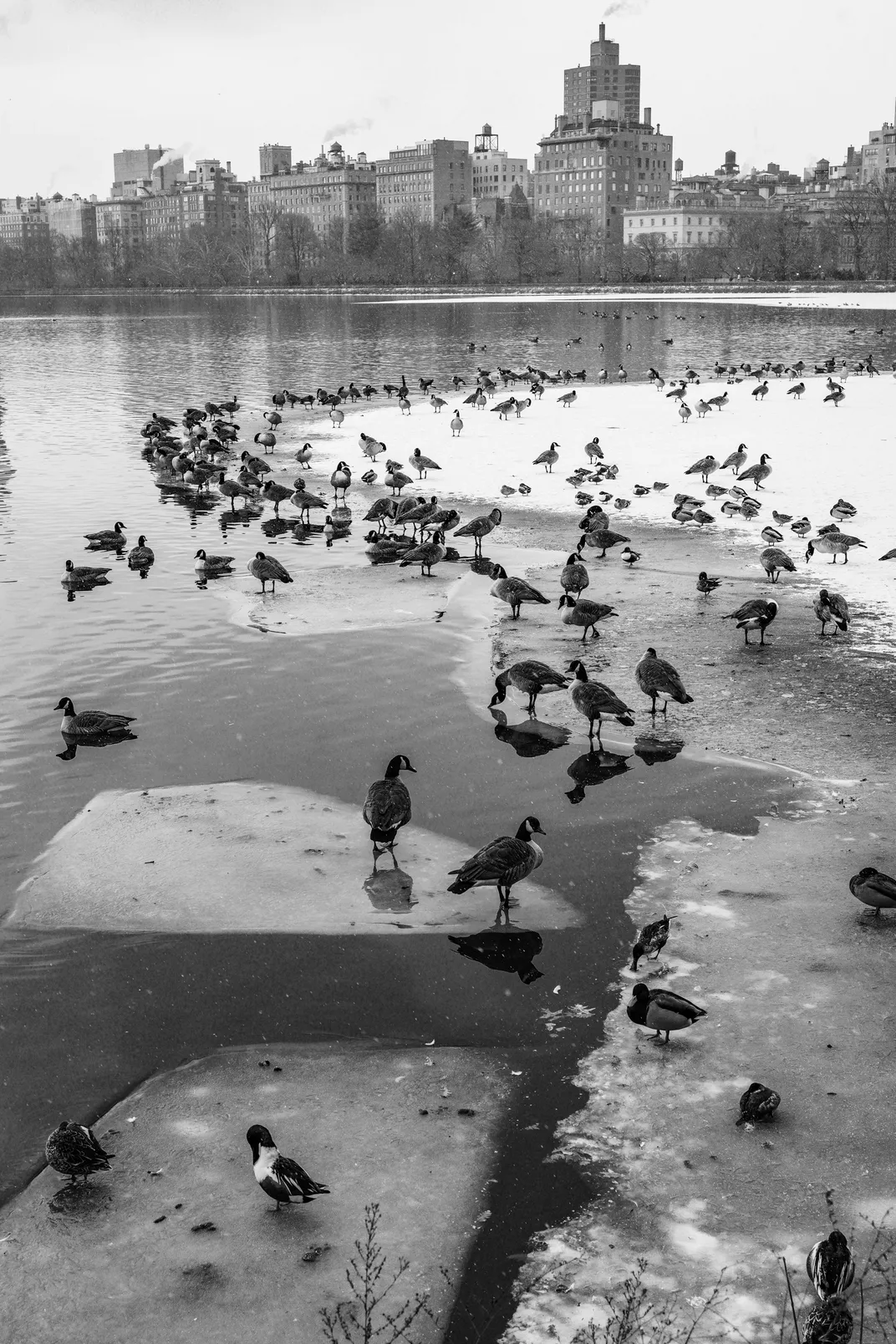 3 - Migratory birds rest on ice formations at the park’s Jacqueline Kennedy Onassis Reservoir.