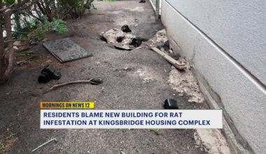 News 12 | Bronx | Residents Blame New Building For Rat Infestation At Kingsbridge Housing Complex