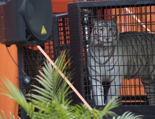 Lawmakers look to restrict traveling animal exhibitions