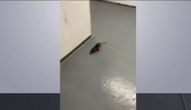 Tenants claim landlord ignoring bed bug and rat infestation in The Bronx – NBC New York