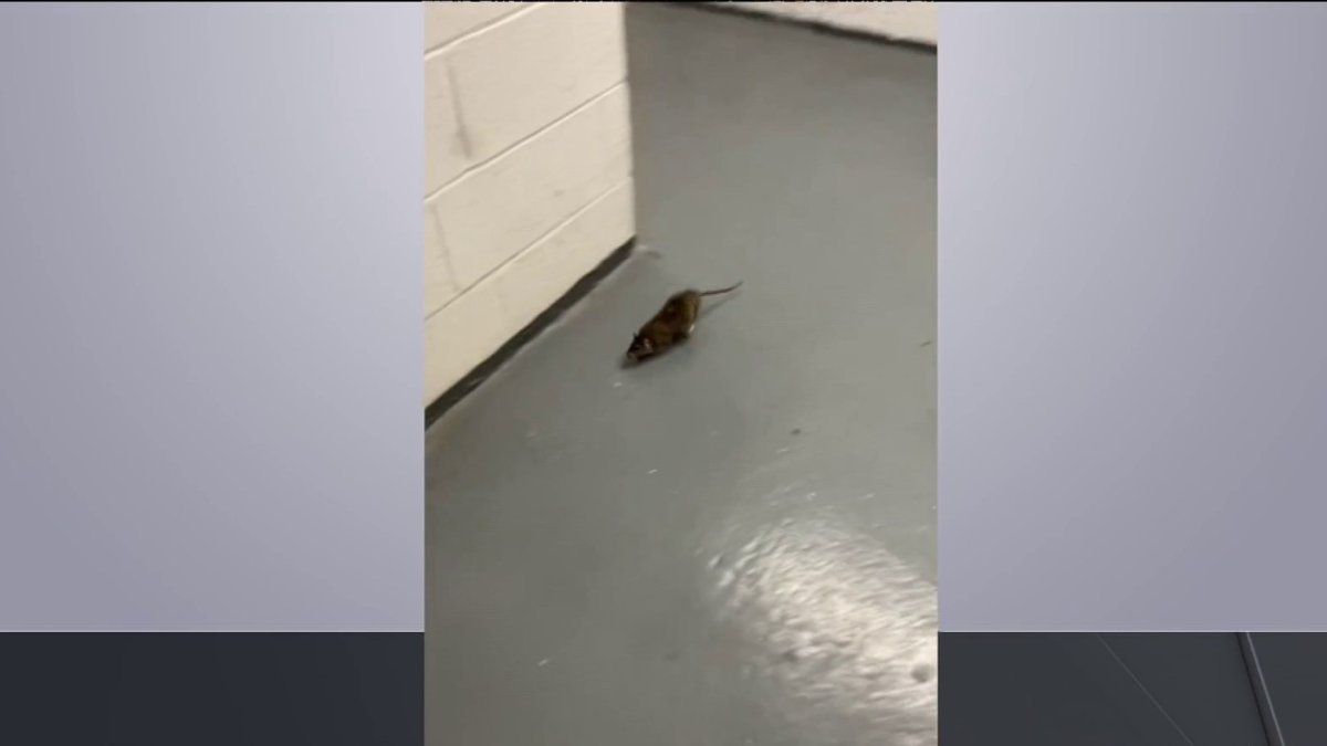 Tenants claim landlord ignoring bed bug and rat infestation in The Bronx – NBC New York
