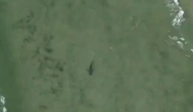 Drones on patrol at NYC beaches to spot sharks — before they spot you – NBC New York