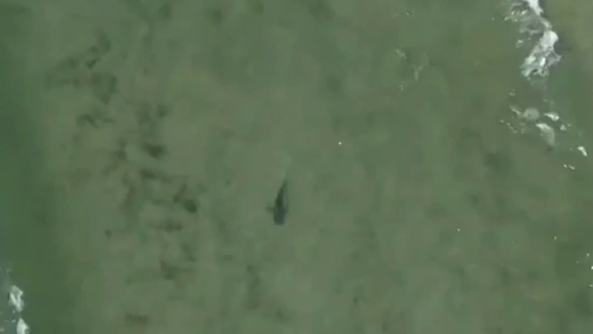 Drones on patrol at NYC beaches to spot sharks — before they spot you – NBC New York