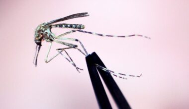 West Nile virus detected in mosquitoes across all NYC boroughs