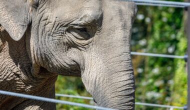 petition: Patty the Elephant Deserves a Future of Freedom and Companionship. Send Her to a Reputable Sanctuary.