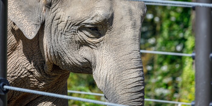 petition: Patty the Elephant Deserves a Future of Freedom and Companionship. Send Her to a Reputable Sanctuary.