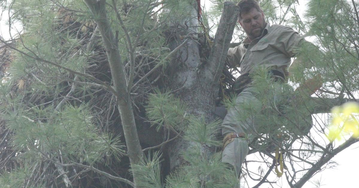 American Icon Part 3: Into the canopy: Eagle population in NYS soars to new heights | News