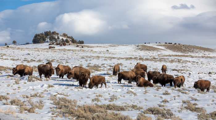 bison 