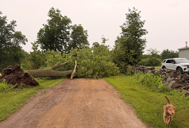 Tree down in Fort Covington, New York.