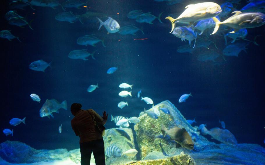 A screen at the aquarium with various fish showing.