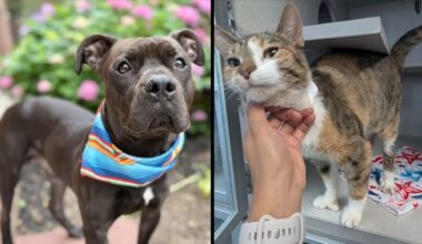 Quiztopher, left, and Cuppie Cake, right. (Courtesy of Animal Care Centers of NYC)