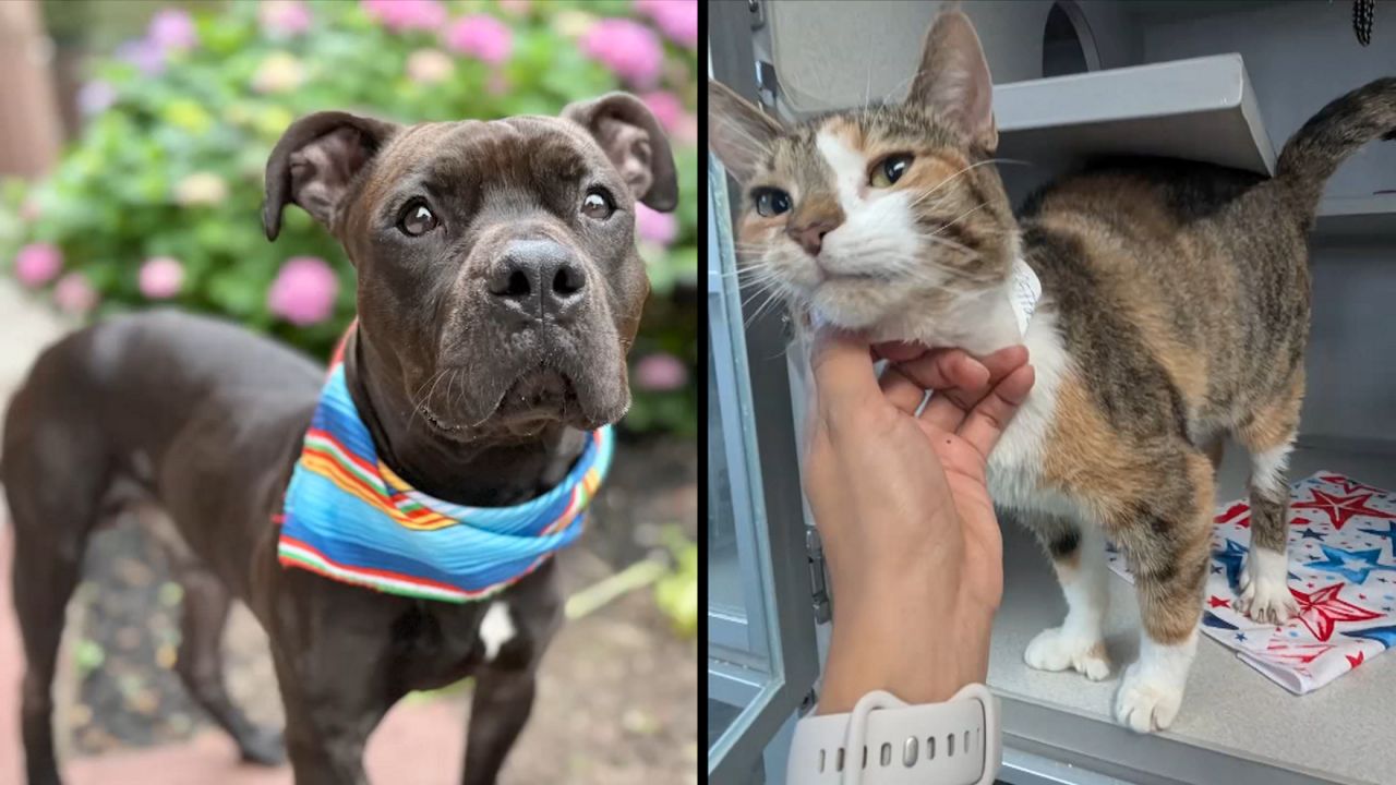 Quiztopher, left, and Cuppie Cake, right. (Courtesy of Animal Care Centers of NYC)