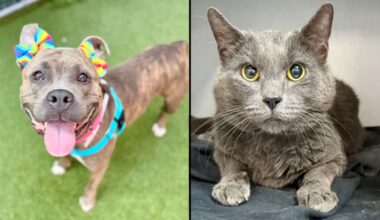 Sunflower Seeds dog and Supersonic cat