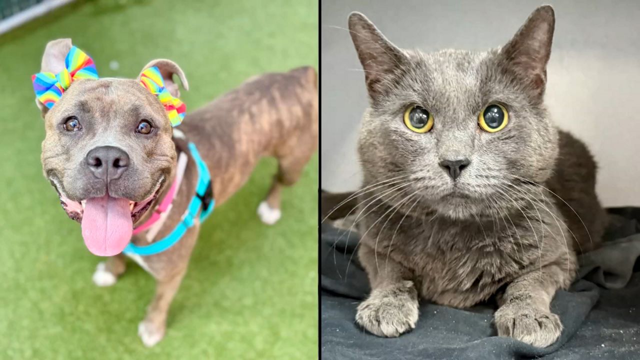 Sunflower Seeds dog and Supersonic cat