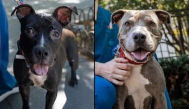 Pigeon, left, and Gladstone, right. (Courtesy of the ASPCA)