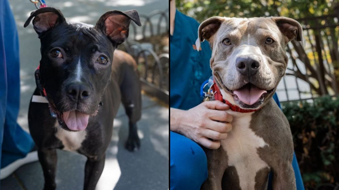 Pigeon, left, and Gladstone, right. (Courtesy of the ASPCA)