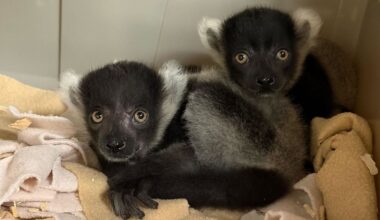 The two lemurs.