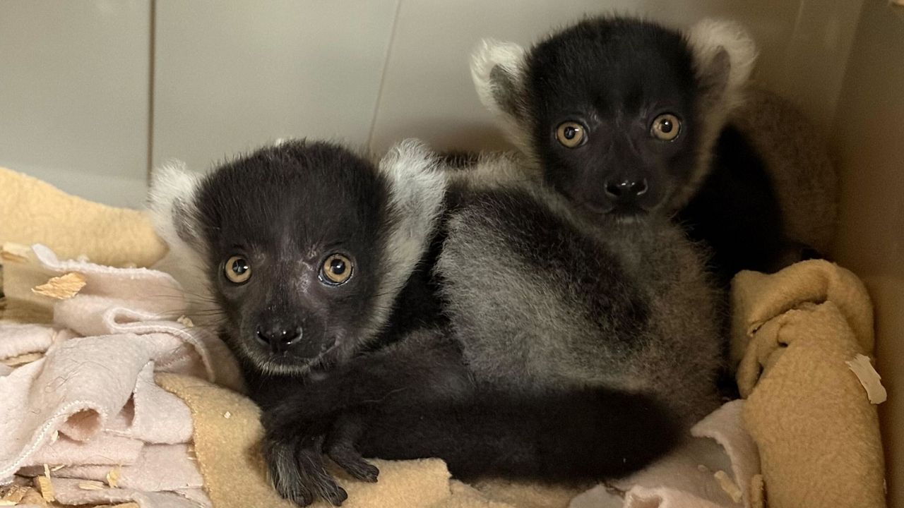 The two lemurs.