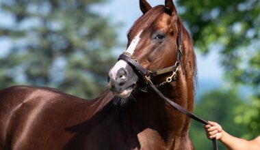 New York State Of Mind: Bucchero Cements Warrior Status At Stud