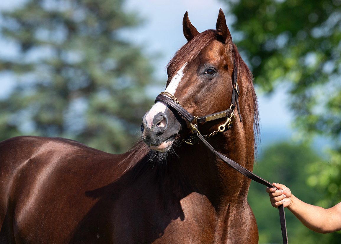 New York State Of Mind: Bucchero Cements Warrior Status At Stud