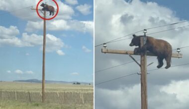 Head-scratching video shows hulking bear perched atop utility pole
