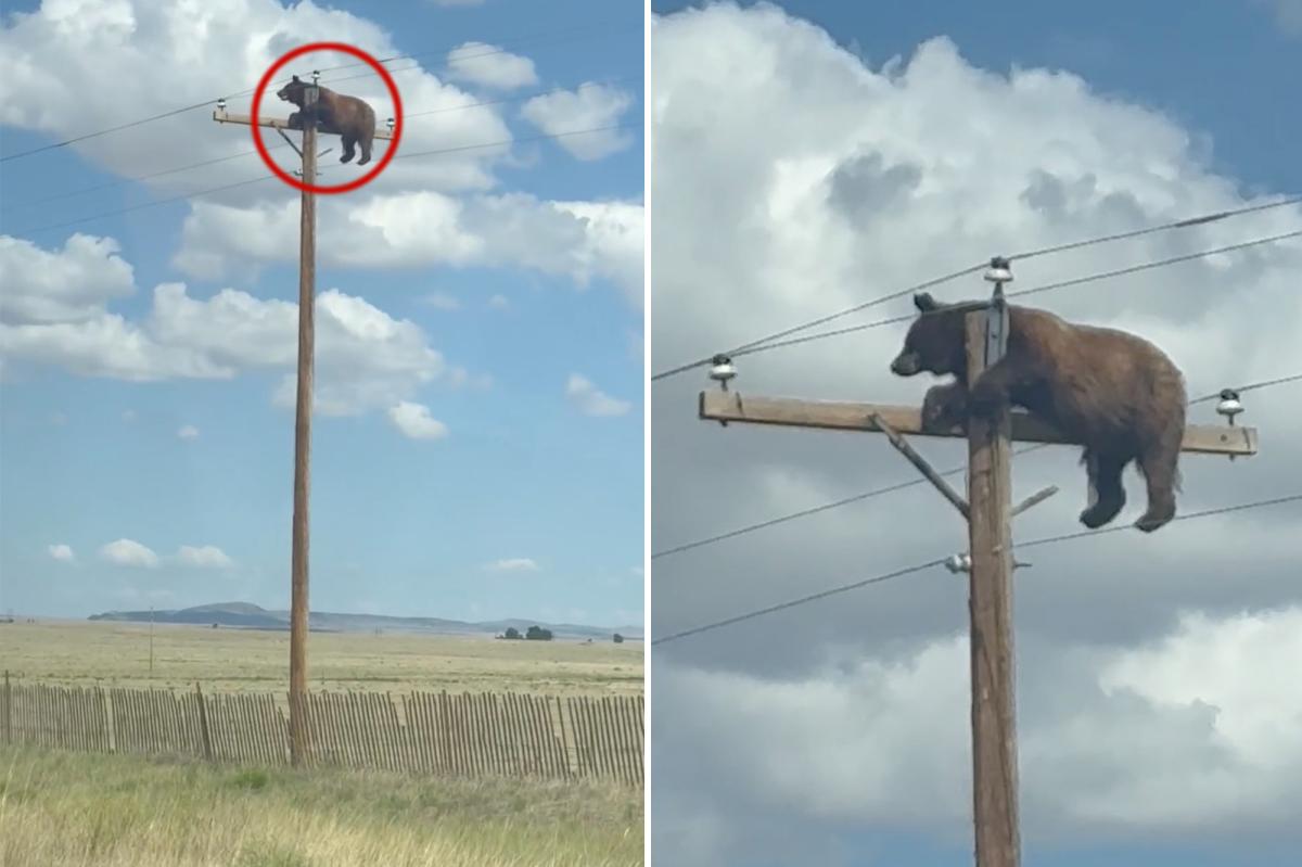 Head-scratching video shows hulking bear perched atop utility pole