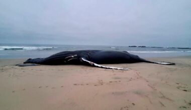 Back-to-back humpback whale strandings reported on Humboldt County beaches