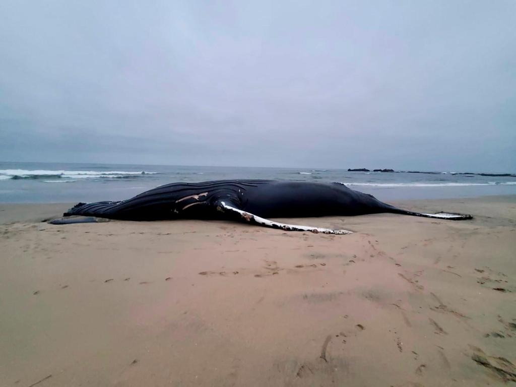 Back-to-back humpback whale strandings reported on Humboldt County beaches